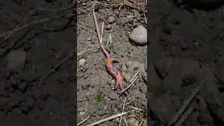 Hidden Life in the Soil: How Earthworms Are Born 1/ 5