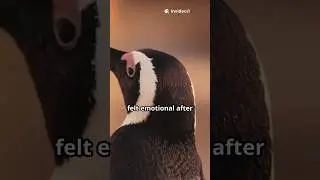 Why Animal Stories Feel So Emotional?