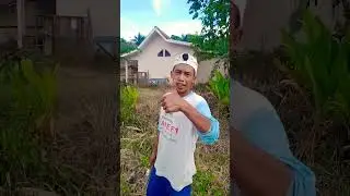 Menanam Ubi Jalar Cilembu di Belakang Kecamatan #24 #ubijalar #anakcaping