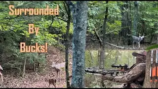 Georgia September Archery Deer Hunt - Bucks Surround Us!!!