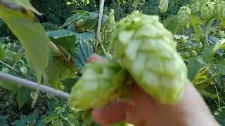 Hops are a useful plant. What is its power?