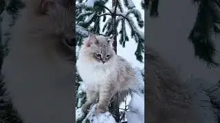 Amazing animals in the world #nature #animals