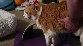 Meowing Cat Gets Belly Rubs