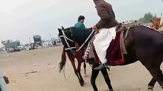 Horse Mela | Horse raceing in Pakistan | Running Horse videos