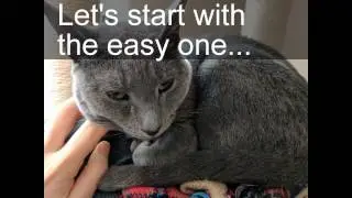 Trimming cat nails without hurting them (read below for more tips) - Never declaw!