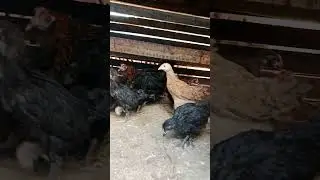 hen farm my farm ,❤️❤️❤️ #henfarm #fishing #fish #orlementalfarm