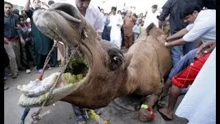 Camel slaughtering during Eid_ul_edha