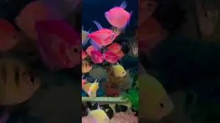 Most expensive discus 🐠 fish#beautiful#shortsvideo