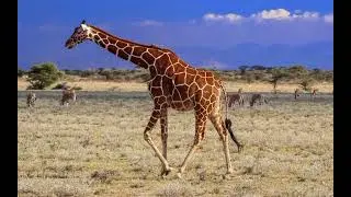 Reticulated Giraffe Sound Effects 🦒🔊 (@stevemyers8233)
