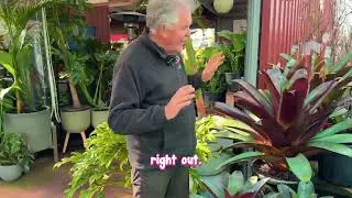 Searching for an Easy Maintenance Feature Plant? Consider Silver Plum!