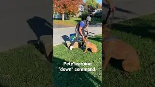 Pete learning the down command with Hunter Canine LLC.￼