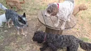 Wednesday Pack - 21.01.2026 - Doggy Daycare Warrnambool 