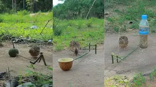Amazing Creative DIY Technique Unique Quail Trap Method - Primitive Bird Trapping