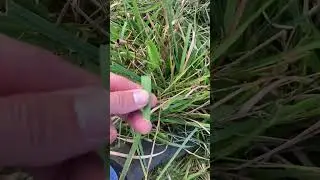 Grass leaf over 3 feet long