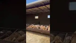 Арашан койлор Ошто #арашан #кой #гиссар #кыргызстан #арашанские_овцы