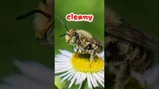Grooming leafcutter bee #insects #macro #closeup #bee #bumblebee