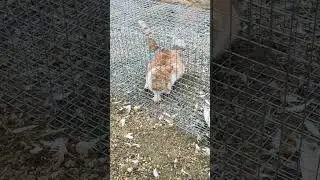 Поймали рыжую! Почти...
