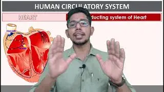 Body Fluids & Circulation | XI Zoology | Focus Area Based Class | Part 2 | Basheers Bio Classes