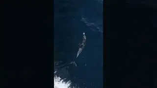 Whale Watching Newport Beach - Dolphin & Whale Watching