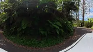Driving through Tarra-Bulga National Park