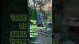 Trees of Ankur Permaculture farm, Punjab hills, #permaculture #nature  #permaculturelife