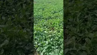 naran Thakur greenplanet 96852 86119