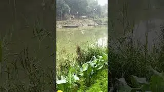 মাই নিউ সবজি চাষ ভিডিও#rider #ringtone #riddles #riotgames #fish