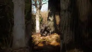 The Shocking Murder of Dian Fossey