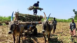 Bullock Cart Fully Loading Sugarcane The Live