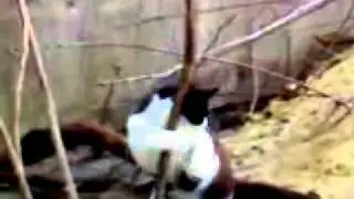Pole Dance com Gata de Sorocaba