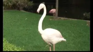 Greater Flamingo