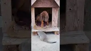 a CHEEKY MONGOOSE! 😂