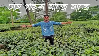 Panbari Tea Garden nd Shimu Waterfall | Tea Garden Hill View | Shimu waterfall |Assam Moto Vlogger