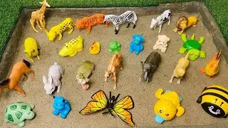 GIANT Animals for Kids! | How BIG Are They? 🐘 Educational Wild Animal Video