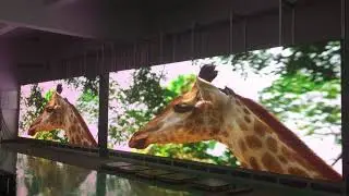 Brighten Up Your Event with LED Screens - Vidcom NZ
