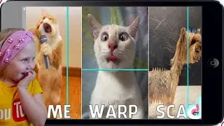 Time Warp Scan Animals #1 - TikTok Compilation