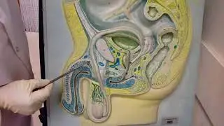 Sagittal Section of the Male Pelvis-explained over anatomical model