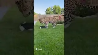 A LEOPARD jumps the fence &mdash; and the house CAT fights back like a BEAST! 😱🐆🐱