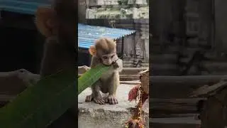 mother monkey protective towards her kid . baby monkey
