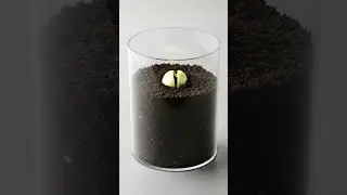 Apple Seed to Fruit 🍎 | Ultra-Realistic Plant Growth Timelapse #shorts #timelapse #apple