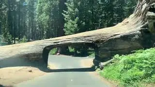 Driving through the Sequoia National Park's tunnel Log