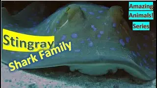Stingrays 🦈 Stingray facts🦈 sea rays, which are cartilaginous fish related to sharks 🦈