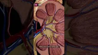 ​Don't let kidney stones rock your world!​