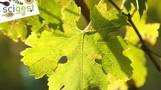 Uncorking the science of climate change and wine