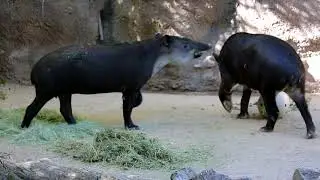 More 'Dates' for our Two Tapirs!