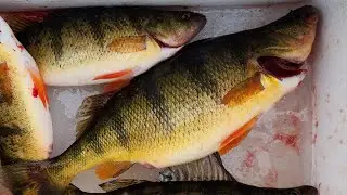 Winter Perch Fishing Deepwater in The Northwest
