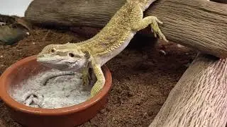 dando de comer a las pogonas 2 (dragones barbudos)