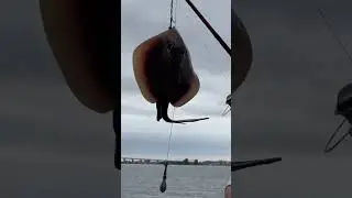 Stingray 🎣 Fishing 🌴 Florida