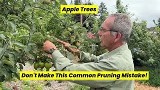 Don't Make These Apple Tree Pruning Mistakes