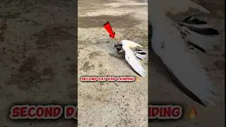 Teddy #Pigeon Second Day End Landing | #pigeonslanding #highflyerspigeon #kabutar #kabootar #kabutar